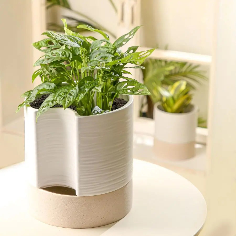 Self Watering Planter